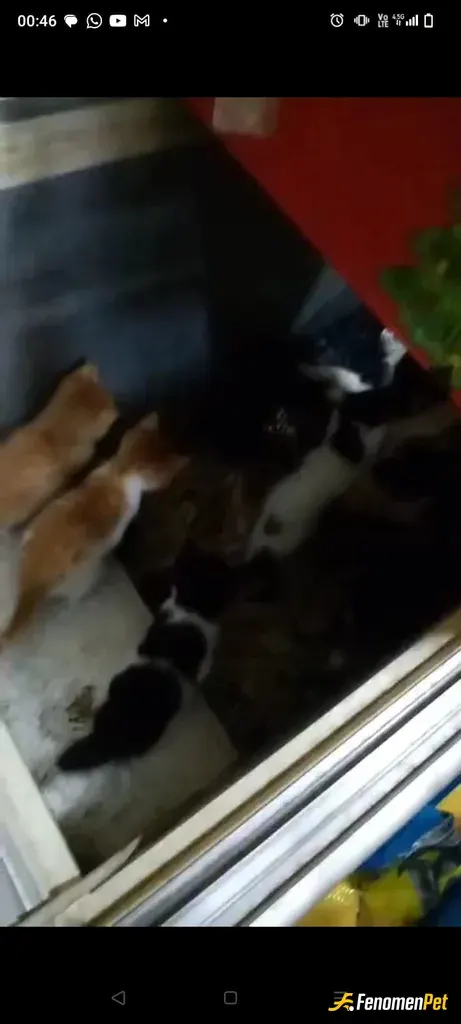 Sokak hayvanı besleme: Dukkandaki boş dondurma bolabini 4 yavru ve 1 anneye yuva olarak verdim.
Aslında video gonderecektim sadece f