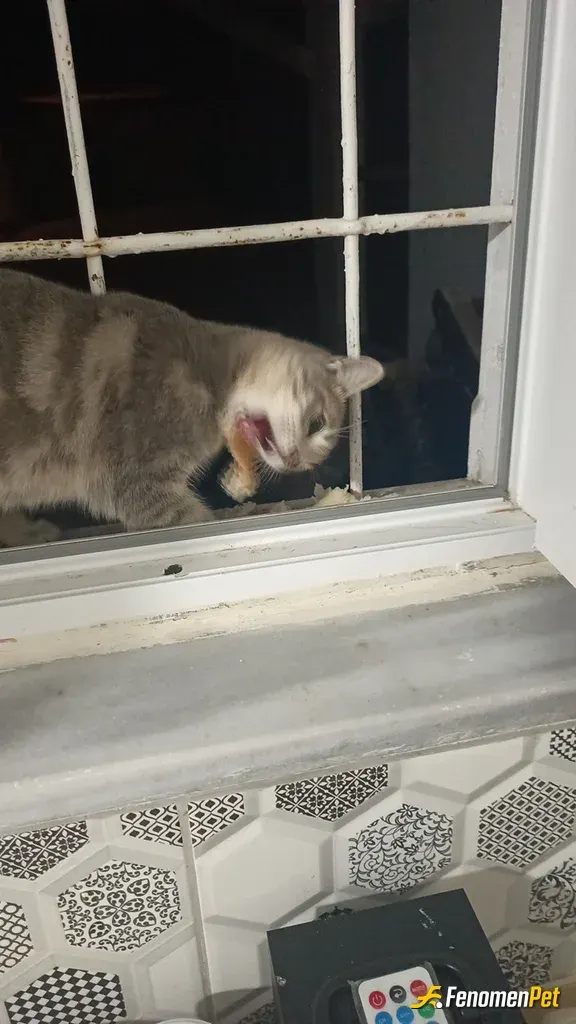 Sokak hayvanı besleme: Bu masum her akşam camıma gelir nasibini alır gider inşallah