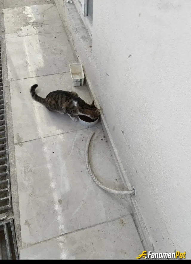 Sokak hayvanı besleme: çalıştığım  işyeri biraz şehir dışı kaldığından bölgede bulunup isyerine uğrayan misafirlerimizi düzenli olara