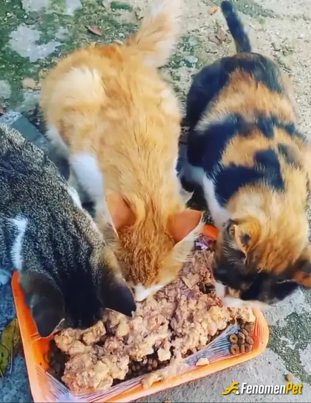 Sokak hayvanı besleme: Elimden geldiği kadar sokak kedi köpek olsun fark etmez beslemeye çalışıyorum suyarlı olalım