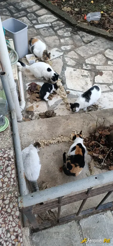 Sokak hayvanı besleme: sokagimda dukkanimin onunde bahcemde onlarca kedi ve kopegim  var evlatlarim allah bana guc verdikce sagliklar