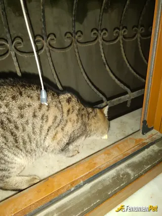 Sokak hayvanı besleme: Hergun besliyorum düzenli olarak 🙂
