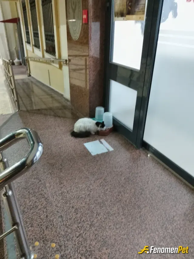 Sokak hayvanı besleme: Mama, kap ve barınma alanı sağlıyoruz
