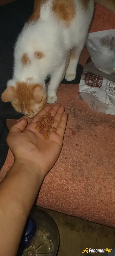 Sokak hayvanı besleme: O benim herşeyim oğlum benim