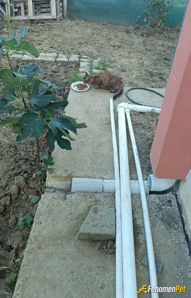 Sokak hayvanı besleme: #Fenomenpet pati dostuu