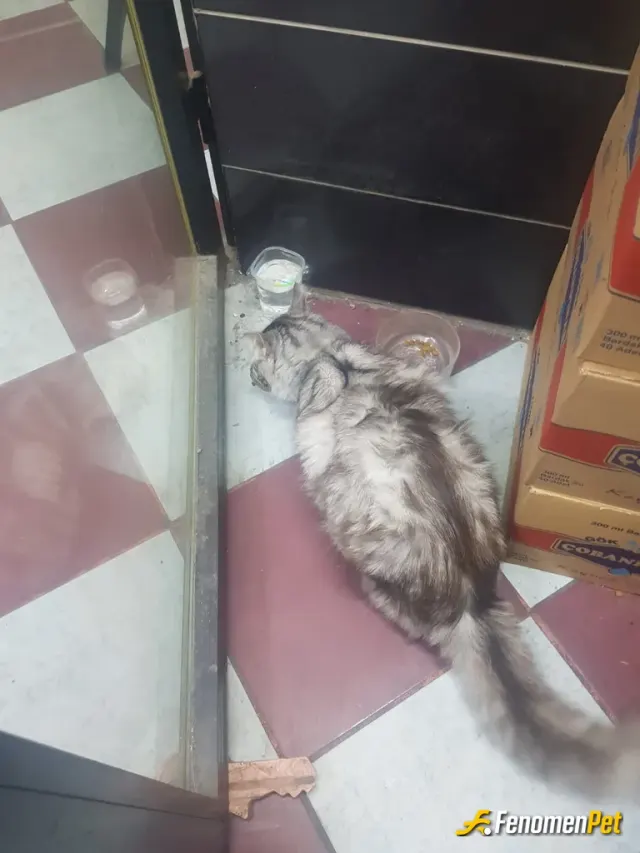 Sokak hayvanı besleme: Kendi işyerim var dekorasyon ve sokak hayvanlarina içleri yalıtımlı izalosyonlu kedi evleri yapiyorun