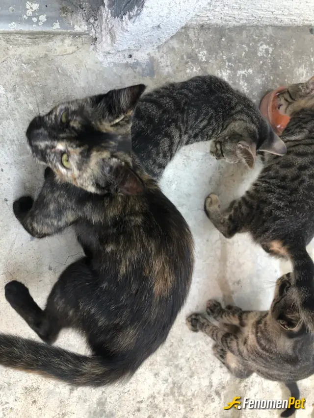 Sokak hayvanı besleme: bizim çete