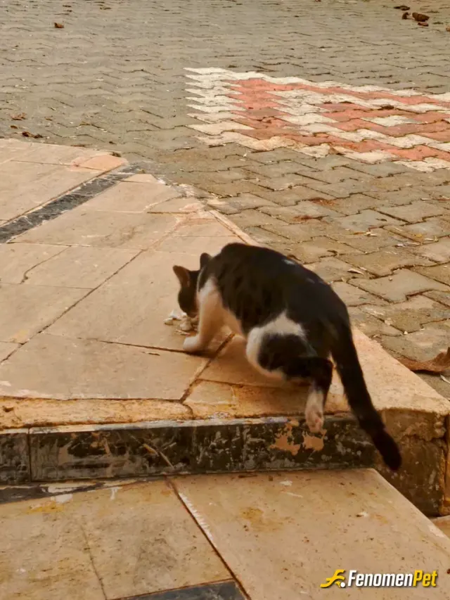 Sokak hayvanı besleme: Mükemmel bir kampanya