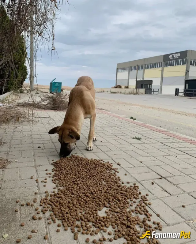 Sokak hayvanı besleme: iş yerimize yakın sürekli köpek oluyor. zaten normalde yardım eden biriyim. telegramda gördüm kampanyanız varm