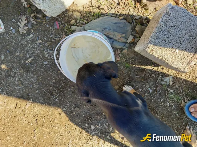 Sokak hayvanı besleme: Bir kap su 💧=patili bir dost
