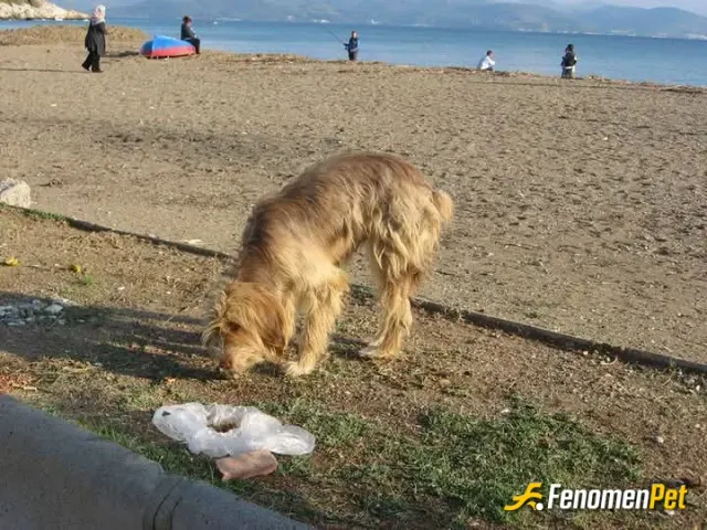 Sokak hayvanı besleme: ...