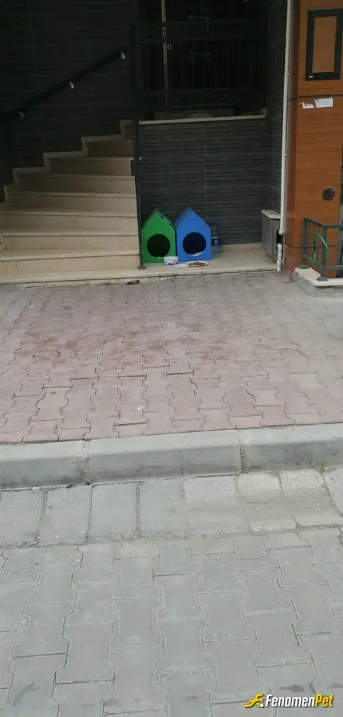 Sokak hayvanı besleme: Bizlerde onlara muhtacız koru kolla yaşat