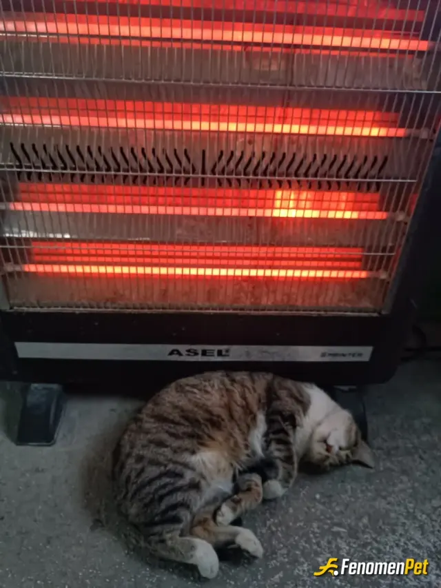 Sokak hayvanı besleme: İşyerimin çevresinde sürekli sokakta yaşayan bir kedi nöbet zamanlarımda sürekli besler ve içeriye alırım bu f