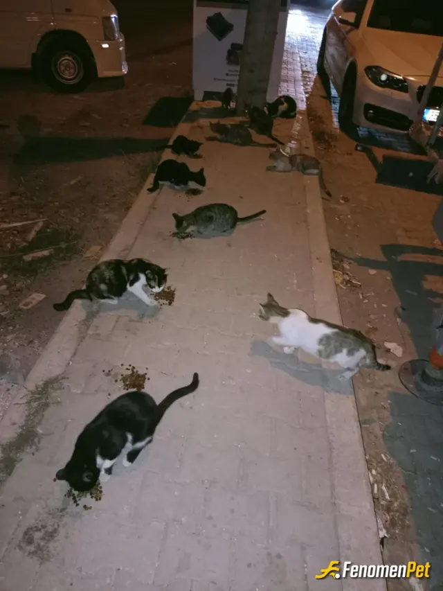 Sokak hayvanı besleme: Sokak hayvanlarıni aç susuz birakmayalim bir kap mama bir kap su Fenomenbet Patiler de kazanır