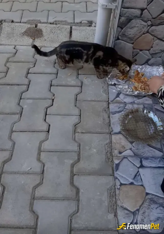 Sokak hayvanı besleme: Sevimli dostlar