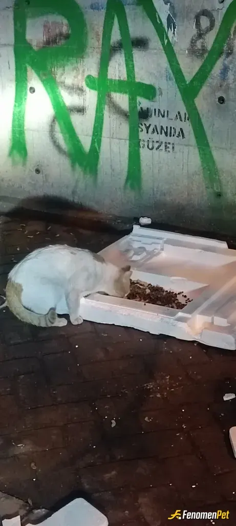 Sokak hayvanı besleme: Gittiğim siparişlerde mumkun oldugunca zaten yanimda bulunan yemlerden bu sekilde dağıtıyorum. Boyle bir etkin