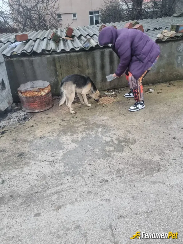 Sokak hayvanı besleme: 1.5 yıldır köye gittikçe beslediğim dost