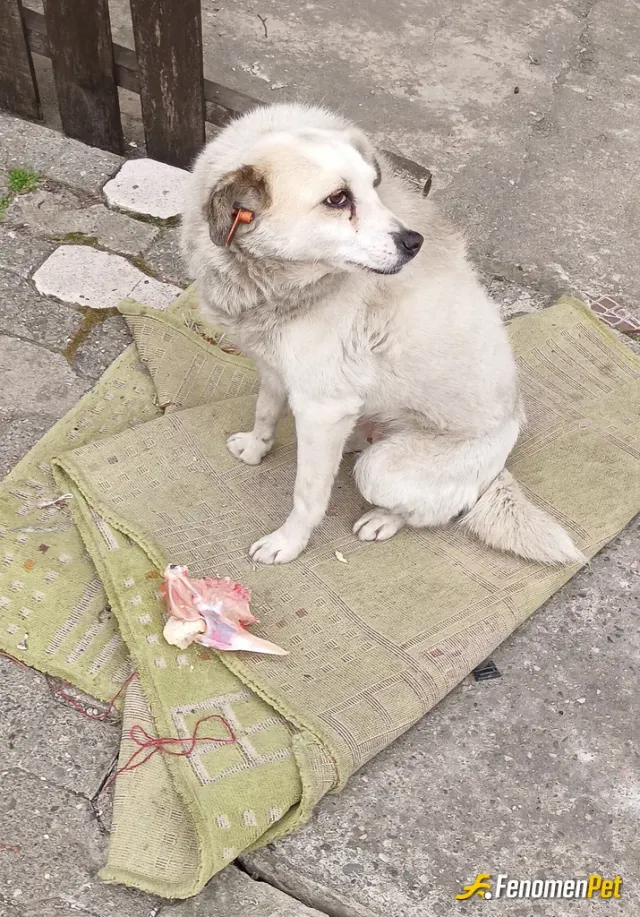 Sokak hayvanı besleme: #Fenomenpet afiyet olsun dost