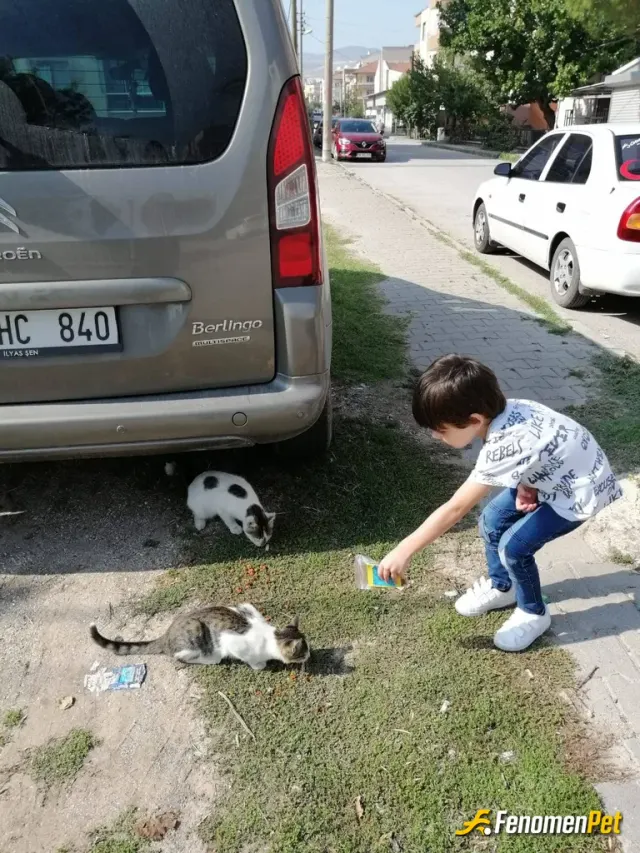 Sokak hayvanı besleme: #fenomenpet pati dostu