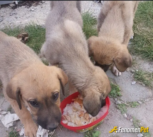 Sokak hayvanı besleme: Ara ara besledigim bi köpek ailesi var . Onlara yine ekmek be yemek vwrdim