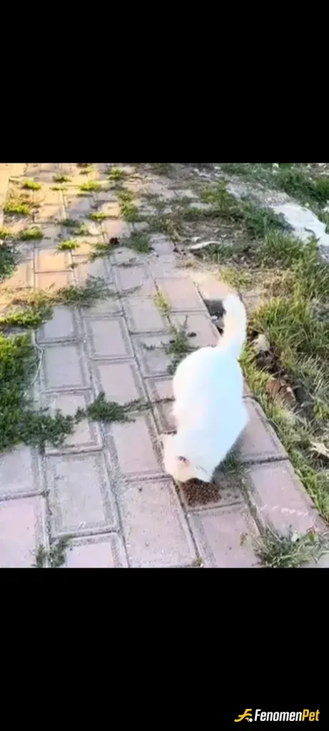 Sokak hayvanı besleme: Kedi maması verdim Bonus dışında zatten besliyorum ...