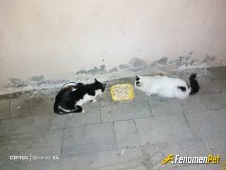 Sokak hayvanı besleme: Veriyoruz bı şeyler