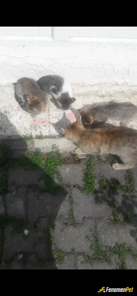 Sokak hayvanı besleme: Her zaman kuru mama olmaz arada ek gıda da gerek :)