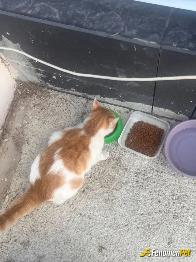 Sokak hayvanı besleme: Sokaktaki köpeğe mama verdim