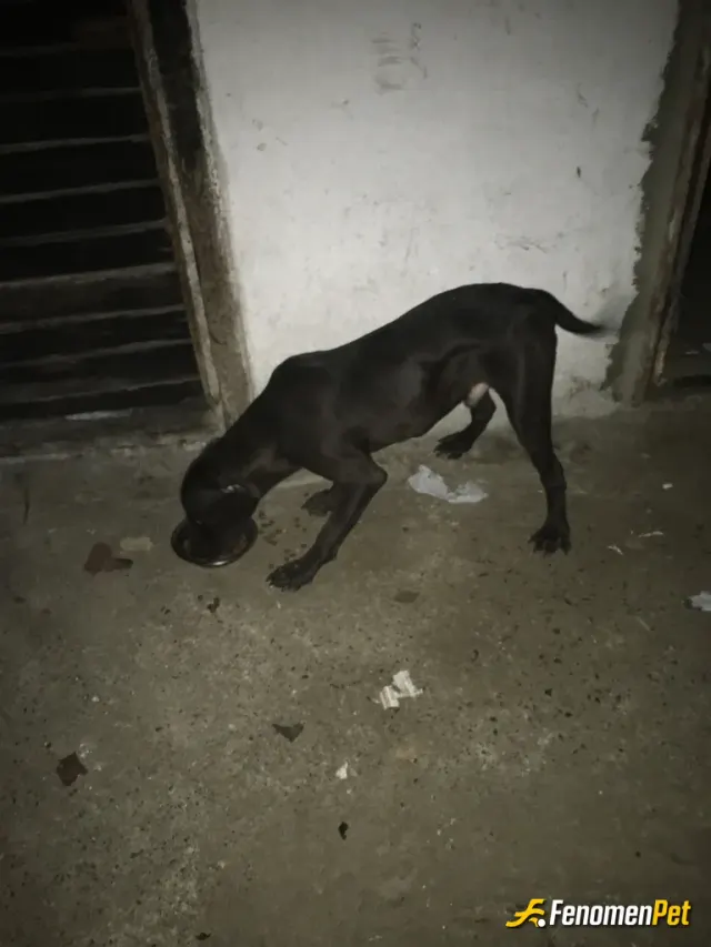 Sokak hayvanı besleme: Sokak hayvanları ve kendi köpeğim olduğu için genelde besliyorum zaten