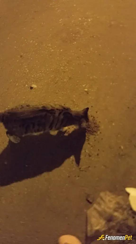 Sokak hayvanı besleme: Tedirgin yiyor😭