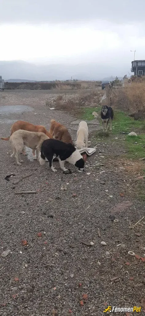 Sokak hayvanı besleme: Etkileşim için teşekkür