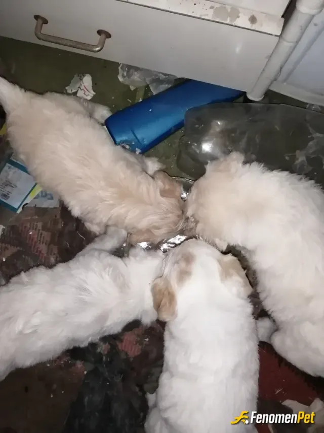 Sokak hayvanı besleme: Keşke herkes böyle duyarlı olsa onlara karşı 🥰