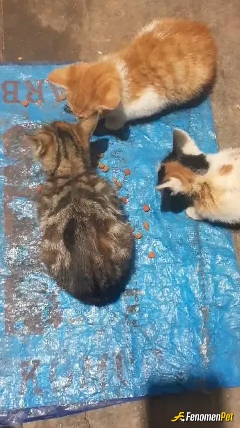 Sokak hayvanı besleme: Yeni yavru yapmis kedilerimize bakıyoruz 🙂