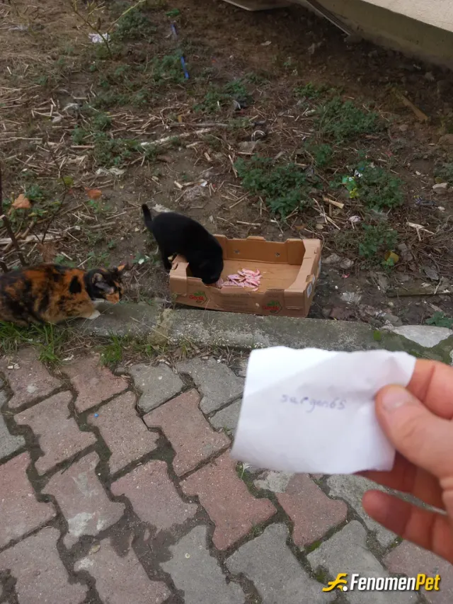 Sokak hayvanı besleme: Işim tavukculuk ve cikan kanatlarla hep onları beslerim