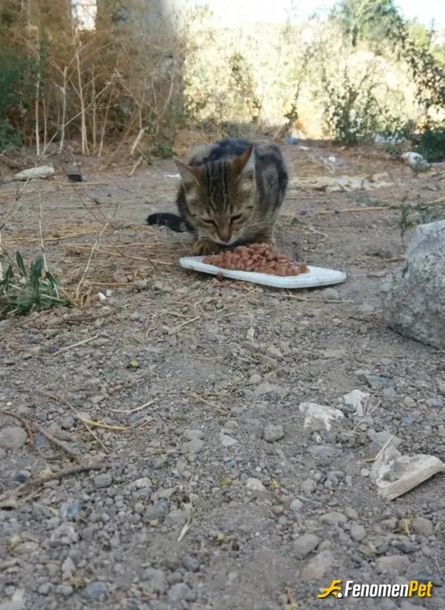 Sokak hayvanı besleme: #Fenomenpet #Fenomenbet Pati Dostu 🐾
