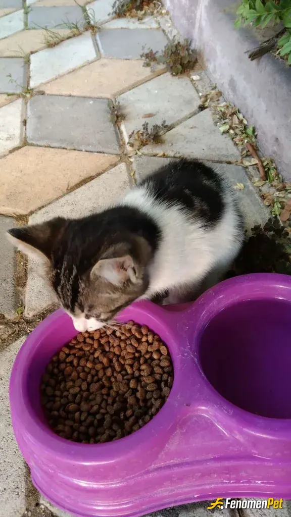 Sokak hayvanı besleme: Onlara özel mama kabı alıyorum hergun kapının onundekı kedılerı beslıyorum :) kapları bazen kendım yapıyorum h