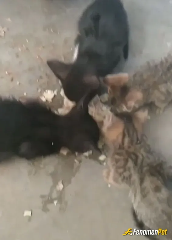 Sokak hayvanı besleme: #Fenomenpet keşke herkes sizler kadar güzel olabilse yavrularım