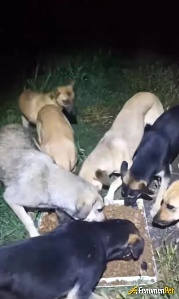 Sokak hayvanı besleme: Köpek maması vererek Allah nasip ederse daha çok yardım edeceğiz