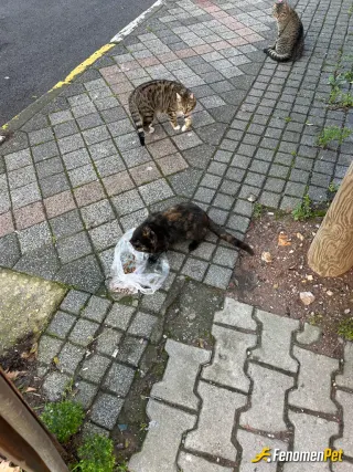 Sokak hayvanı besleme: Onlarında bir can olduğunu unutmayalım