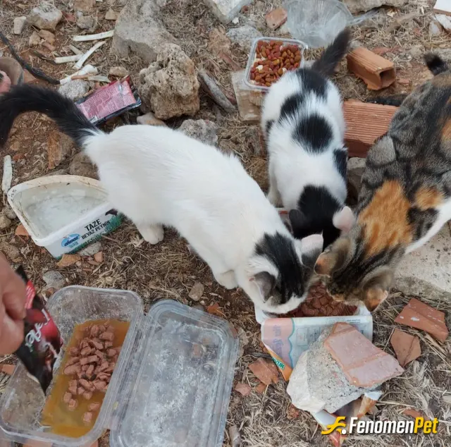 Sokak hayvanı besleme: #Fenomenpet pati dostu Antalya’dan selamlar