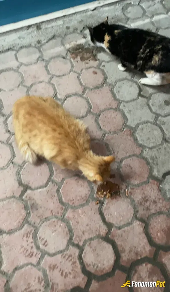 Sokak hayvanı besleme: #Fenomenpet 
Evde 6 tane kedim var anne baba 4 çocuk hepsini çok seviyorum bu yüzden mahallemde ki kedileri k