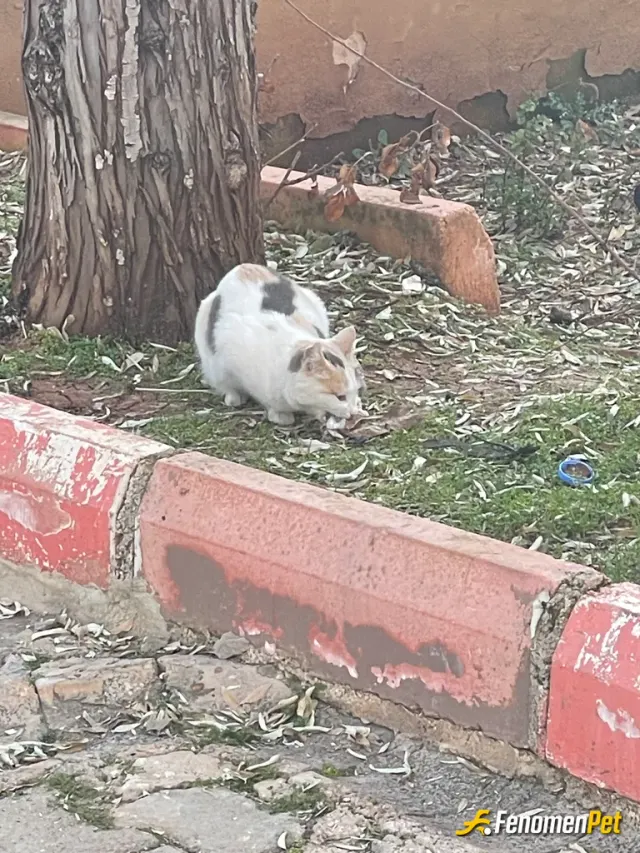 Sokak hayvanı besleme: Mükemmel kampanya