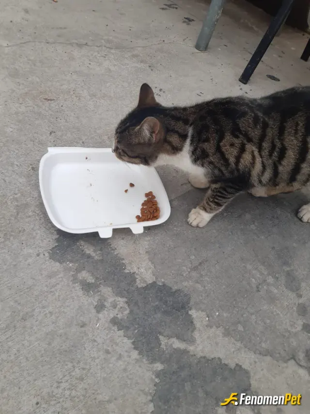 Sokak hayvanı besleme: İş arkadaşım 🐈‍⬛😄

#Fenomenpet