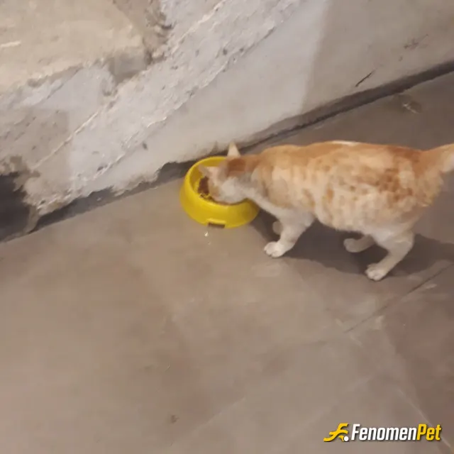 Sokak hayvanı besleme: Sokakta hava soguk aldim apartmanin icine kendi kedimin kabinda verdim yemek aksamlari geliyor kapiya bende in