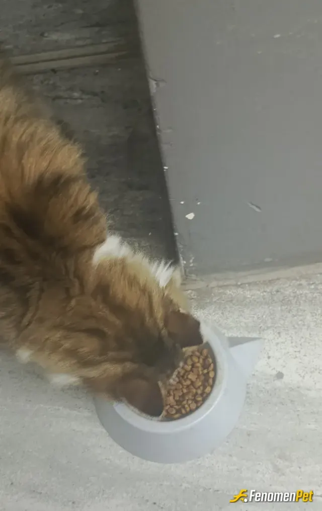 Sokak hayvanı besleme: Kuru mama ile besledik