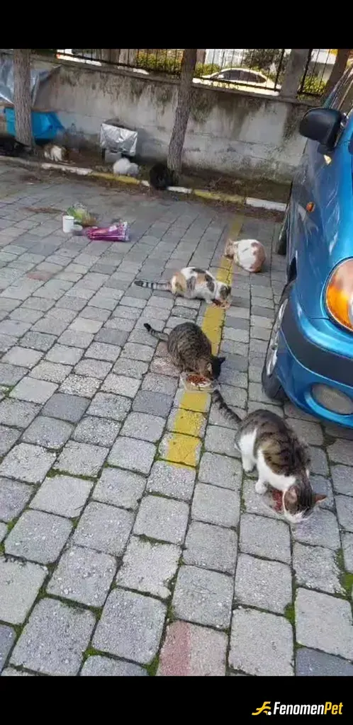 Sokak hayvanı besleme: Kedilere mama su vererek