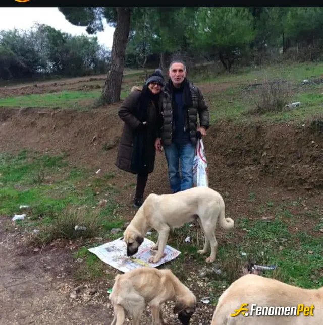 Sokak hayvanı besleme: #fenomenbet_fenomenpet pati dostu