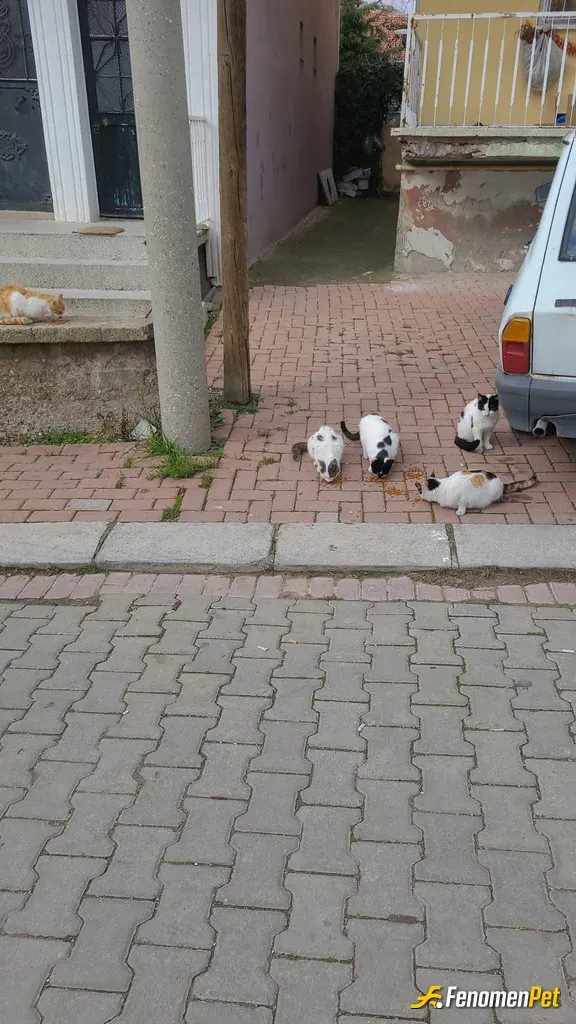 Sokak hayvanı besleme: Annemlerin evinin önünde 6 tane beyaz ve 1 tane sari kedisi var sürekli onlara mama alip besliyorum.Her gün öğ