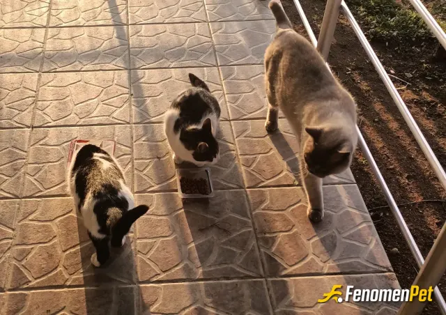 Sokak hayvanı besleme: Bunlarda bizim köyde beslediğimiz kedilerden bazıları. Gücümüz yettikçe kedi ve köpeklere bakmaya çalışıyoruz.