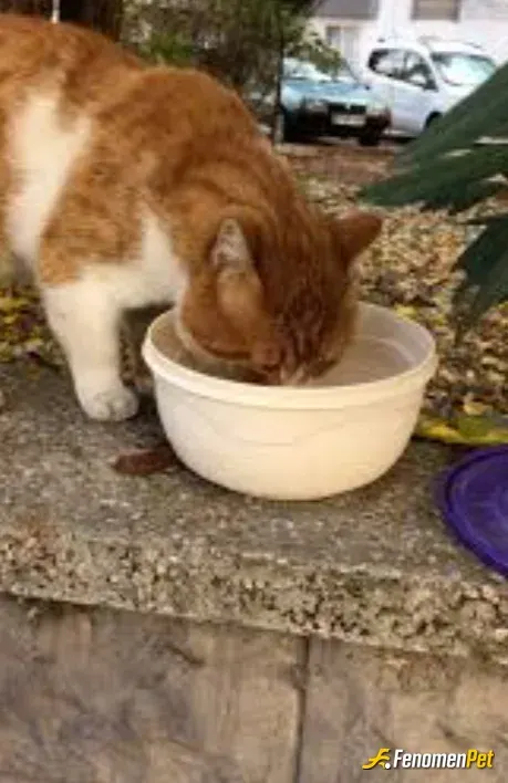 Sokak hayvanı besleme: #Fenomenpet 🐾